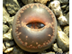 Lithops aucampiae (Kuruman form) C173 (MG) - 10 семян