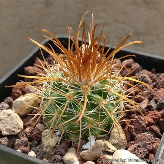 Parodia rauschii VG-094 - 5 семян