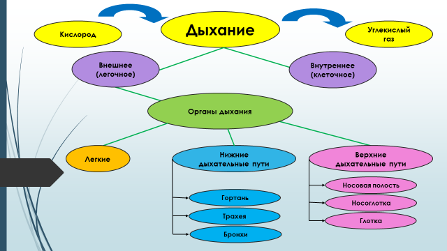 Составь схему дыхания. Кластер дыхательная система. Кластер органы дыхания. Кластер на тему дыхательная система. Кластер по дыхательной системе человека.