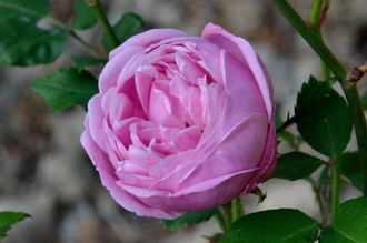 Эрмоза (Hermosa) роза , ЗКС