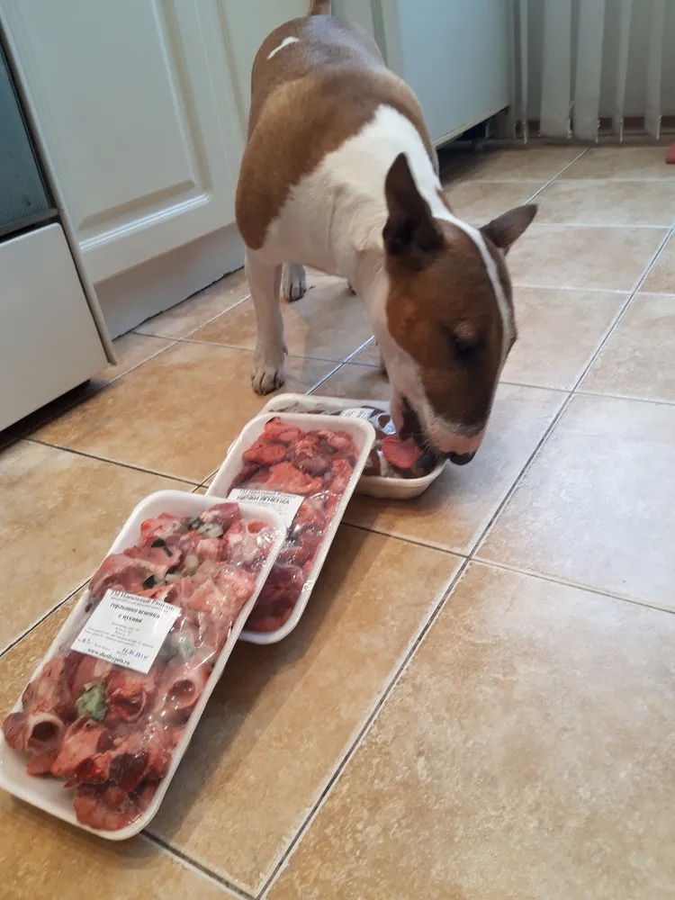 Хозяйка Светлана: "Это конечно не все, что мы сегодня купили, остальное уже в холодильнике, это на ужин 