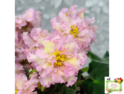 РМ-Яринка (Н. Скорнякова) 2021 г.