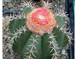 Melocactus matanzanus (Чехия) - 10 семян