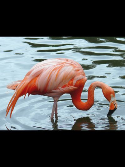 Купить греющую картину с фото фламинго