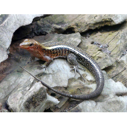 Зонозавр толстохвостый (Zonosaurus laticaudatus)