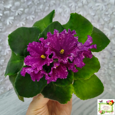 АВ-Тайны Востока (Фиалковод) 2022 г. (детка)