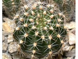 Echinopsis ‘Doris’ x ‘Bum 80-6’ Wessner (D=30mm, Н=50mm)