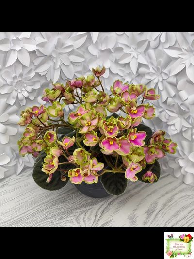 ЛЕ-Ярита (Е.Лебецкая) 2016 г.