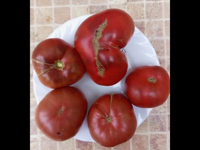 Томат Мглистая роза Дана (Dana's Dusky Rose)