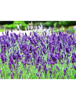ЛАВАНДА узколистная "Валенс Дак Вайолет"