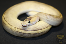 Королевский питон, Python regius, Ball Python
