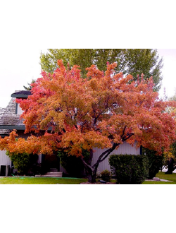 Клен татарский Гиннала