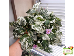 Cherokee Trail (L. Ray) трейлер (пасынок сорт посажен 06.10.25)