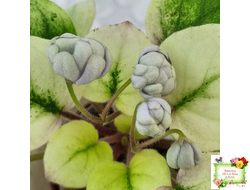 ЛЕ-Хрустальный Водопад Голд (Е. Лебецкая /С. Новгородова) 2018 трейлер