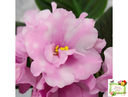 Hunter's Vertigo (K. Muzalewski) (лист укоренённый)