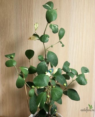 Ficus diversifolia diversion / фикус Дельтовидный расписной