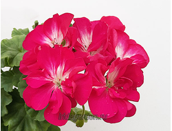 Пеларгония Persian Ruler