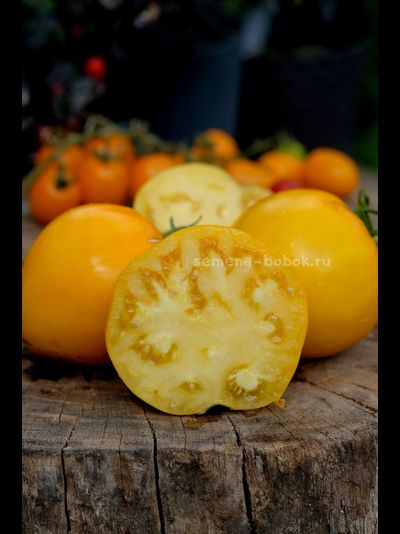 Томат Домашние Сердца Желтые от Гонсиоровских, 10 шт