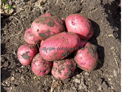 Картофель Две Розы