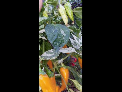 Перец острый Фиш оранжевый (Orange Fish Pepper)