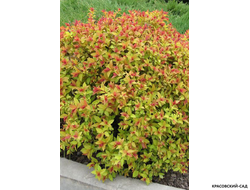 Спирея японская Файерлайт