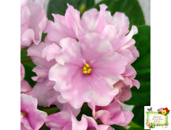 Hunter's Vertigo (K. Muzalewski) (лист укоренённый)