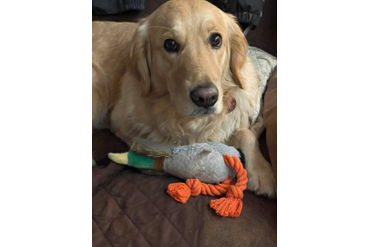 Веста / РУССКОЕ ЗОЛОТО ПАЛИТРА ВЕСНЫ / , 3 года