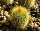 Eriocactus (1)