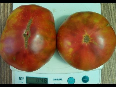 Томат Мадди Мамба (Muddy Mamba)