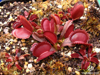 Dionaea muscipula Red piranha