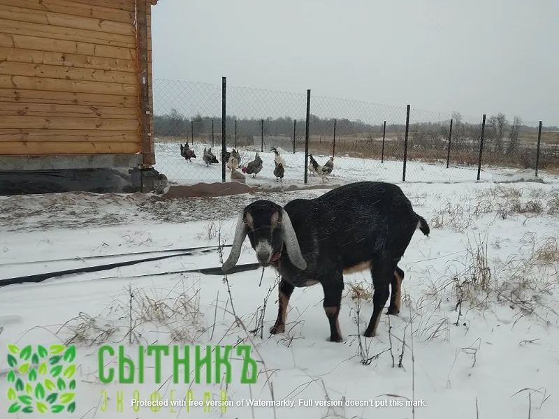 Нубийские козы с доставкой