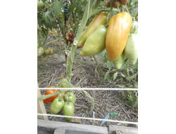 Томат Сибирский казак