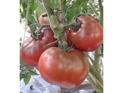 Семена томата Маралинга Гном
