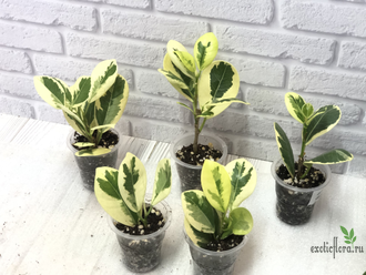 Фикус Джулия / Моклэйм вариегатный / ficus Giulia