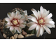 Gymnocalycium erinaceum  VG-339 (D=15-18 mm)