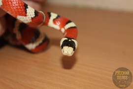 Змея молочная, молочка