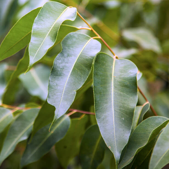 Эвкалипт лучистый (Eucalyptus radiata) 5 мл - 100% натуральное эфирное масло