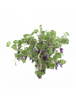 вьющиеся Виноград grape tree