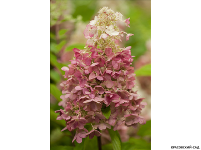 Гортензия метельчатая Кэнделлайт