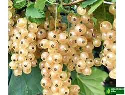 Смородина белая "Смольяниновская"