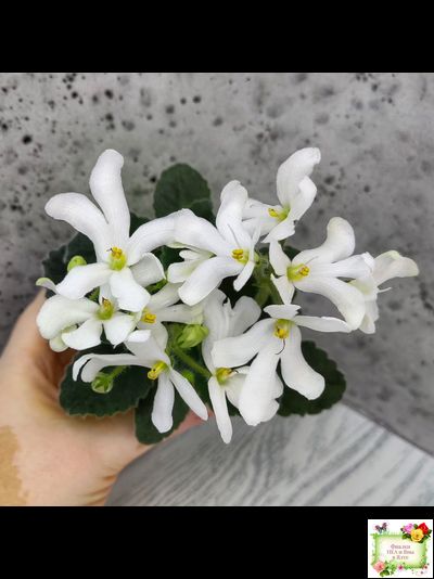 Lunar Lily white (Лунэ Лили уайт) (селекционер неизвестен)