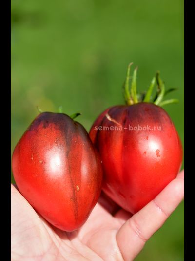 Томат Бронзовые Носики Сержанта Пеппера, 10 шт