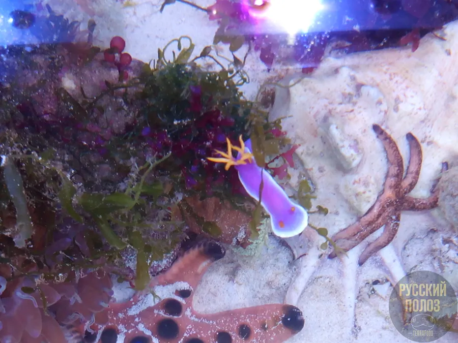 Голожаберный Моллюск, Chromodoris bullocki в морском аквариуме
