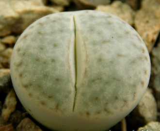 Lithops pseudotruncatella ssp.volkii C069 (MG-1700) - 10 семян