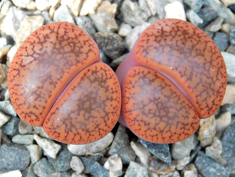 Lithops aucampiae v. koelemanii С016 (MG) - 10 семян