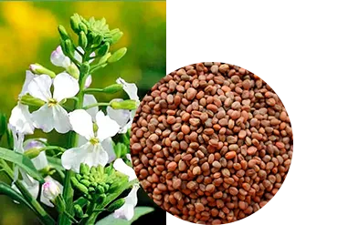 Редька маслиничная