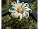 Gymnocalycium stellatum v.kleinianum VG-052 - 10 семян