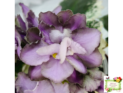 Nik-Магический Туман (Н. булко) 2024 г.