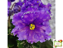 Nik-Звезды над Фиджи (Н. Булко) 2024 г.