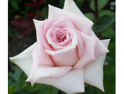 Софи де Мейян, Ч/Г